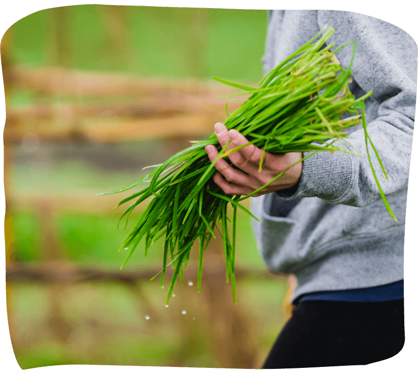 安来市haloで安来で作った野菜を、安来で食べる